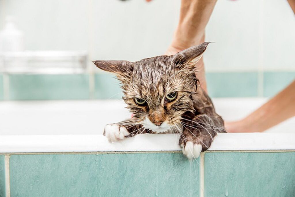 gatto bagnato e arrabbiato