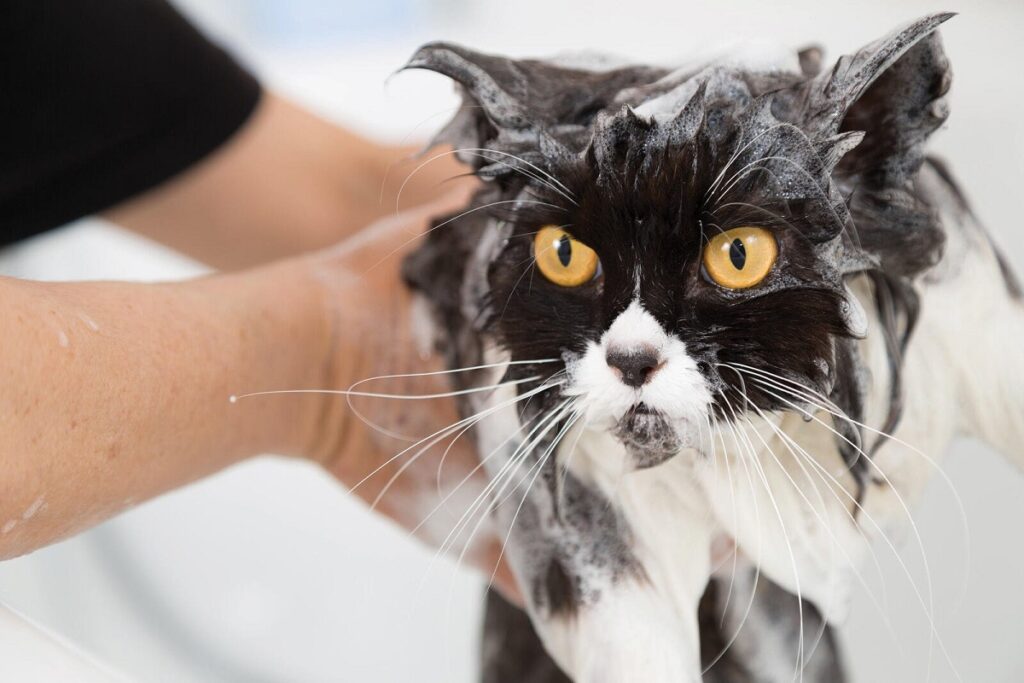 gatto fa il bagnetto