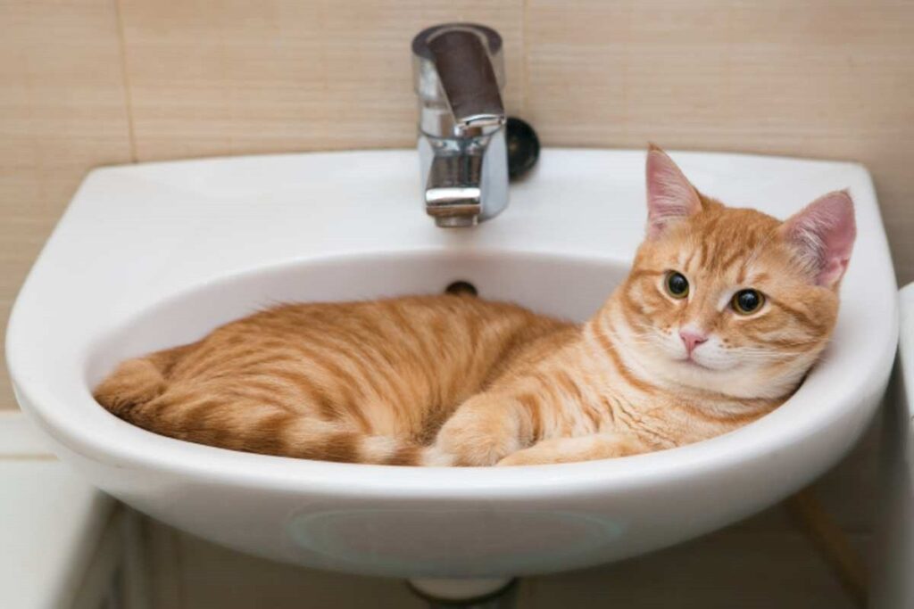 gatto rosso in bagno