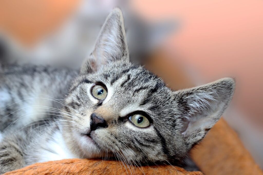 cucciolo che riposa nella cuccia