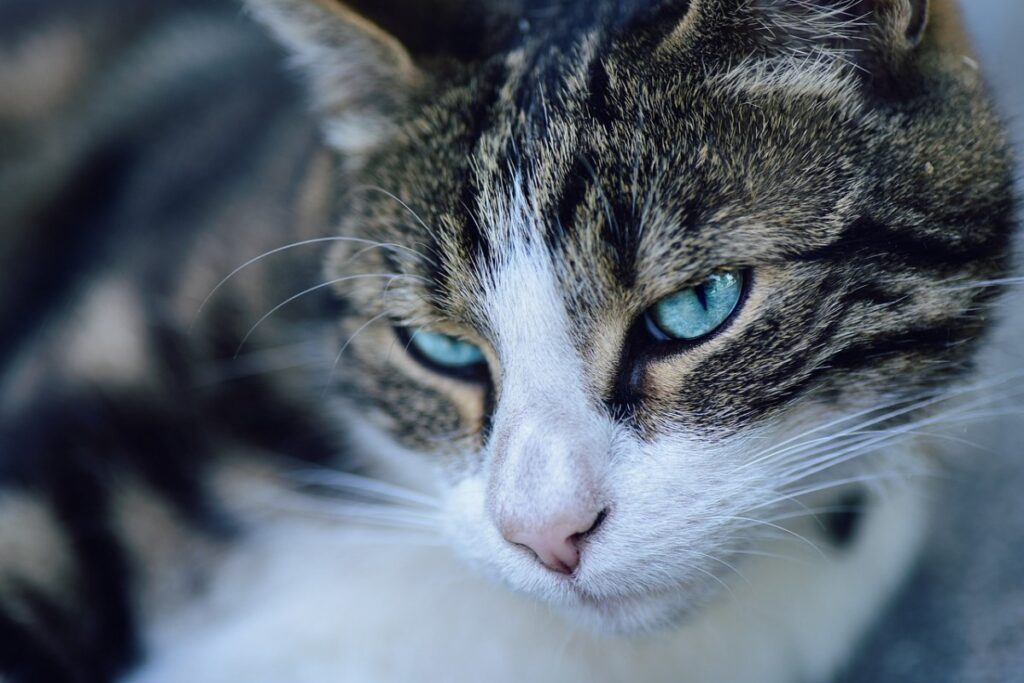 gatto europeo con gli occhi azzurri