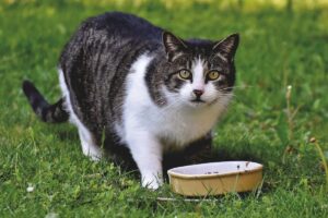 I gatti possono mangiare i peperoni o gli fanno male?