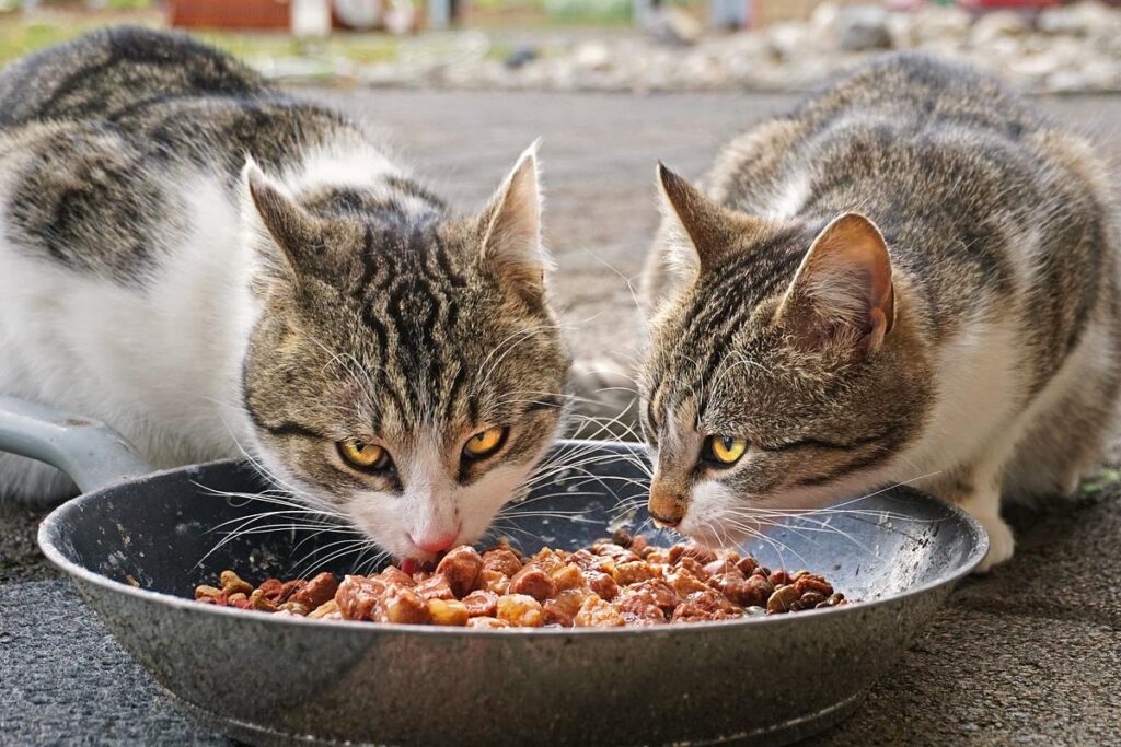 gatti che mangiano carne