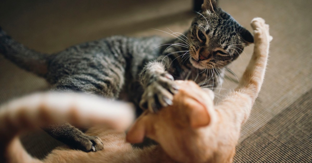 Gatti domestici si aggrediscono tra loro: cosa fare?