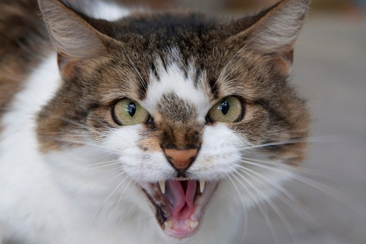 gatto che mostra i denti