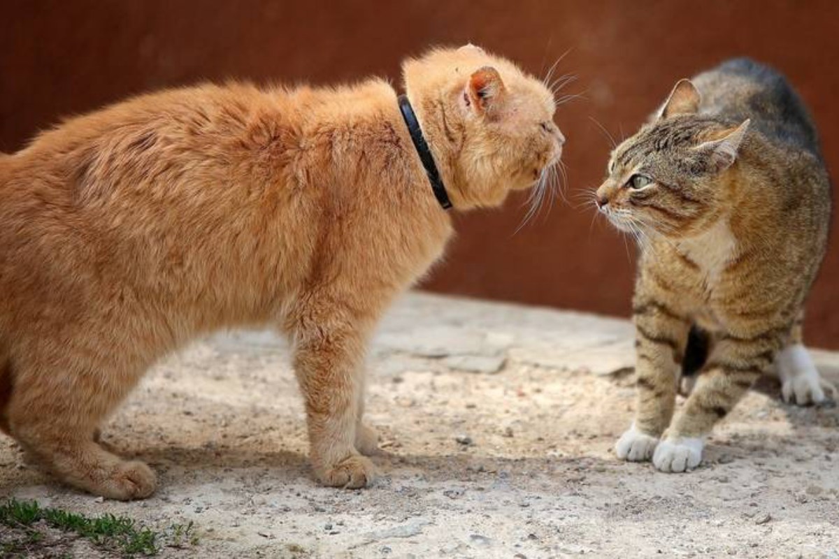 gatti che litigano tra loro