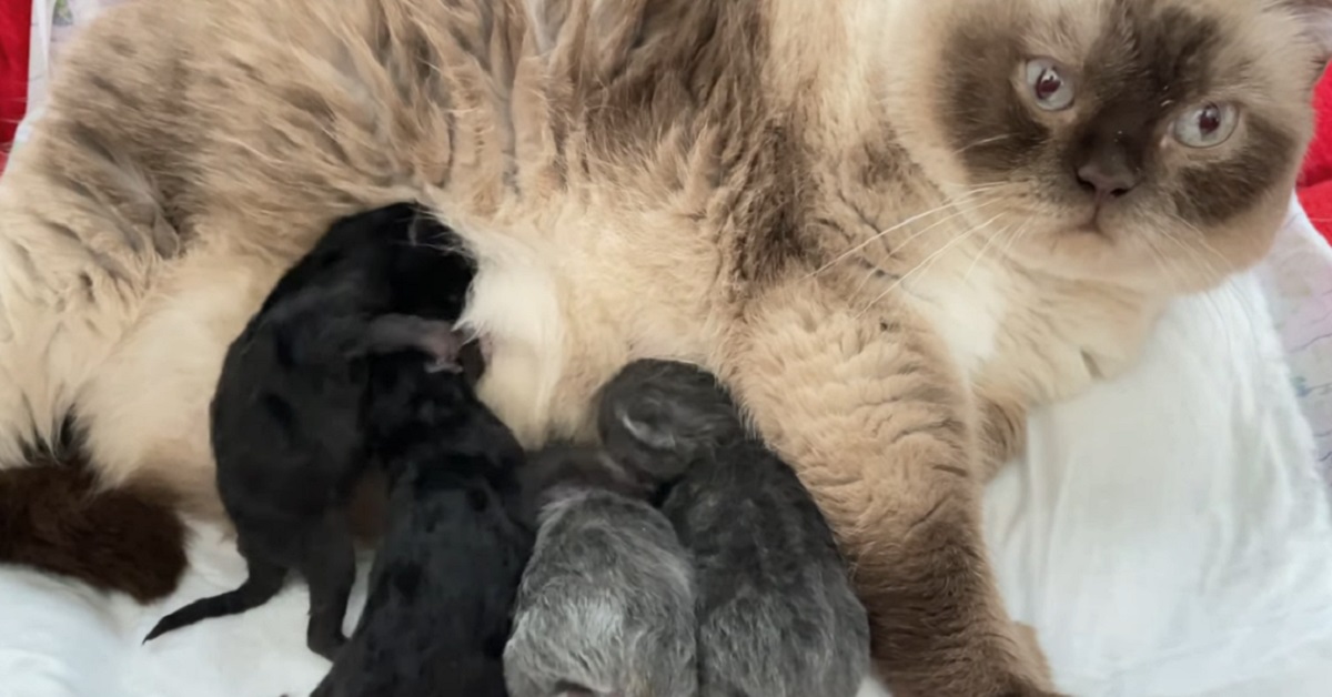 gattina British Shorthair che allatta i cuccioli appena nati