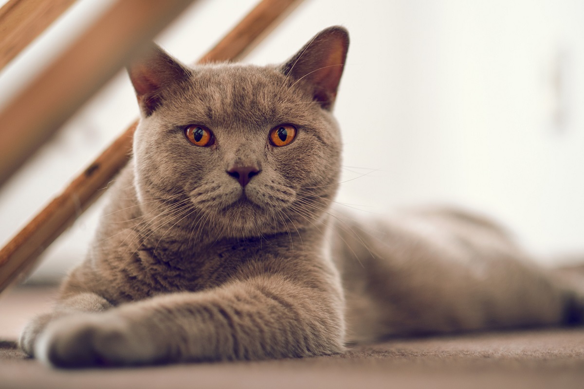 gattina British Shorthair che allatta i cuccioli appena nati