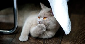 La gattina British shorthair gioca con il suo pupazzetto (VIDEO)