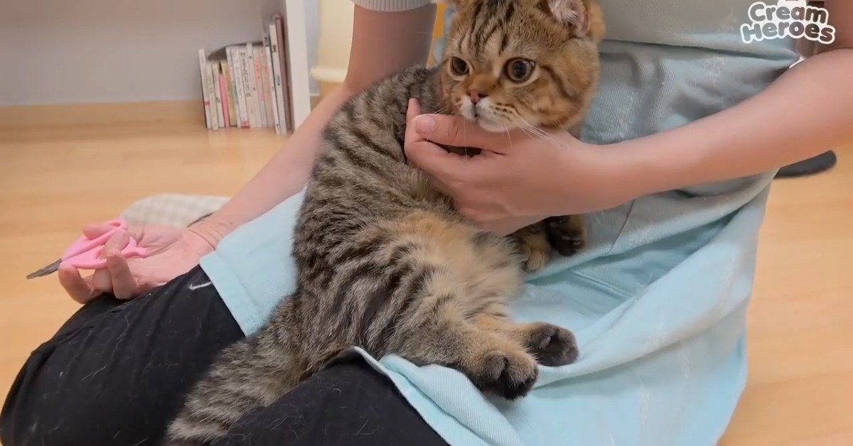 La gattina Lulu si ambienta nella sua nuova casa (VIDEO)