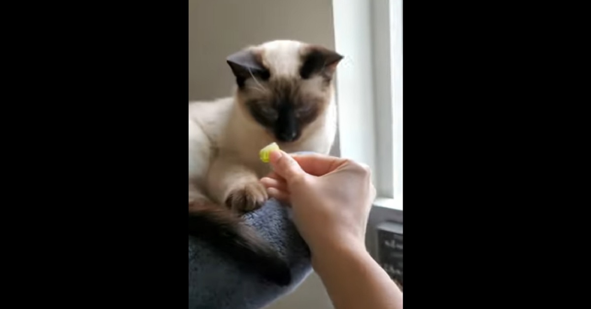 gattina siamese assaggia la lattuga per la prima volta