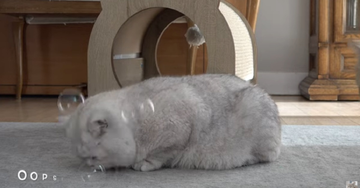 gattini British Shorthair giocano con le bolle di sapone 
