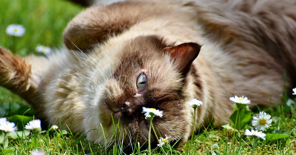I gattini British Shorthair giocano con le bolle di sapone (VIDEO)