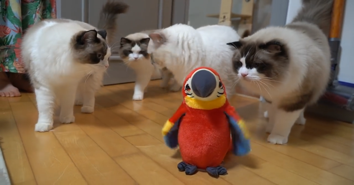 Gattini Ragdoll giocano con un pappagallo giocattolo (VIDEO)