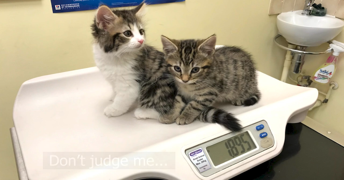 I gattini Teddy e Sushi vanno dal veterinario per la prima volta (VIDEO)