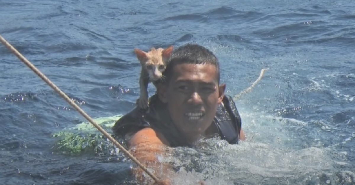 Gattini bloccati su una nave che affonda vengono salvati da un militare della marina, nel video il miracoloso intervento
