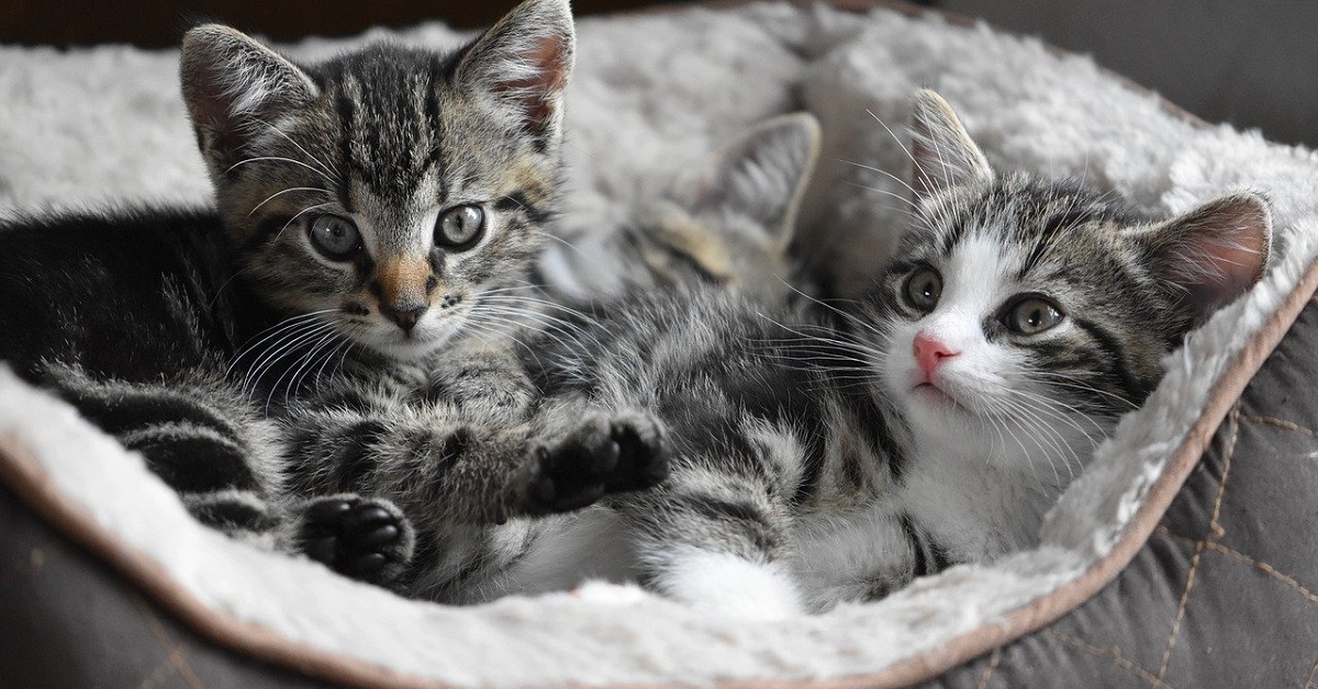 I gattini escono in giardino senza mamma gatta e si divertono un mondo (VIDEO)