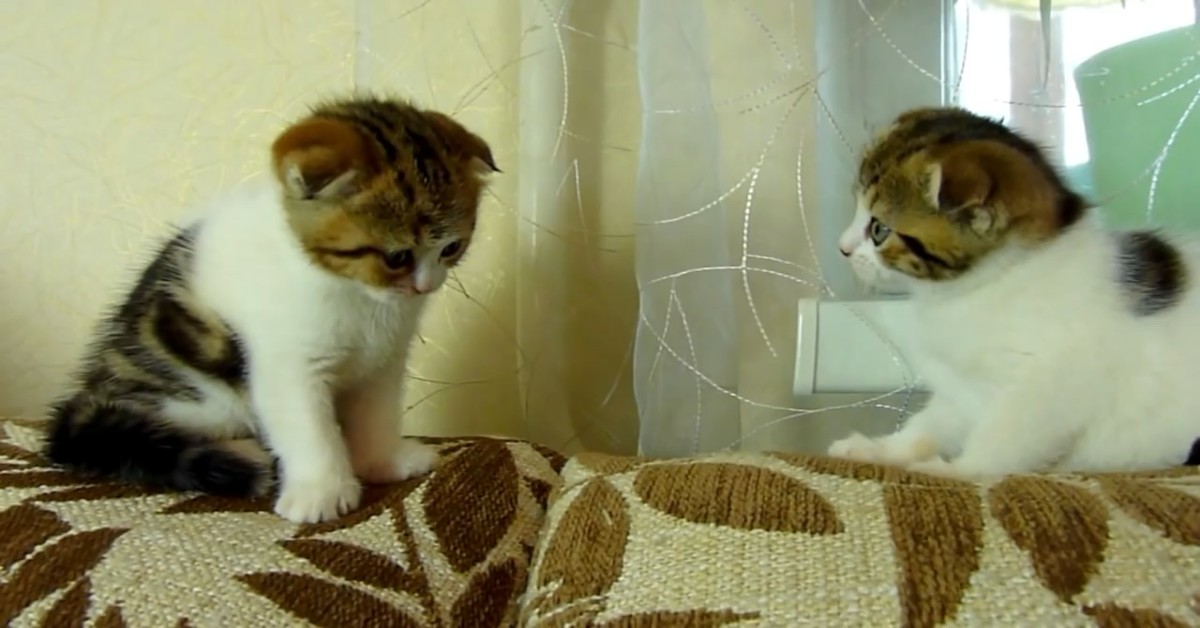 Gattini gemelli Scottish Fold si divertono insieme (VIDEO)