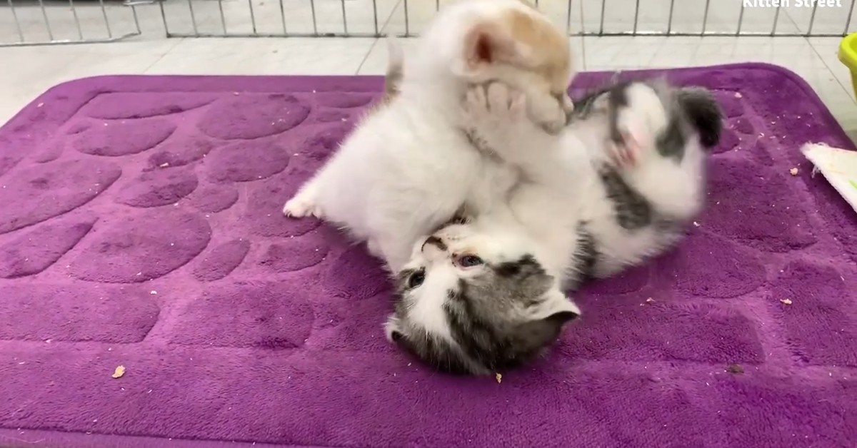 Gattini giocano e bisticciano in modo divertente (VIDEO)