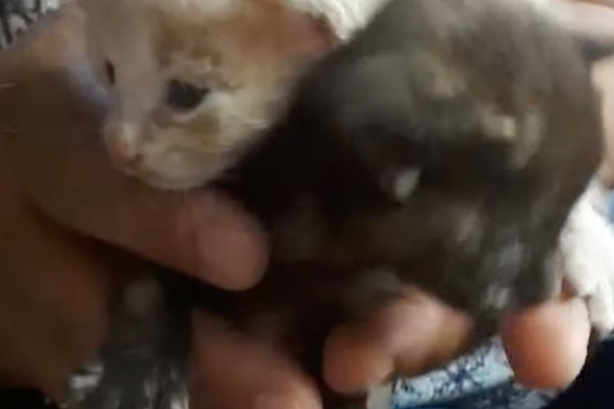 gattini piccoli e indifesi