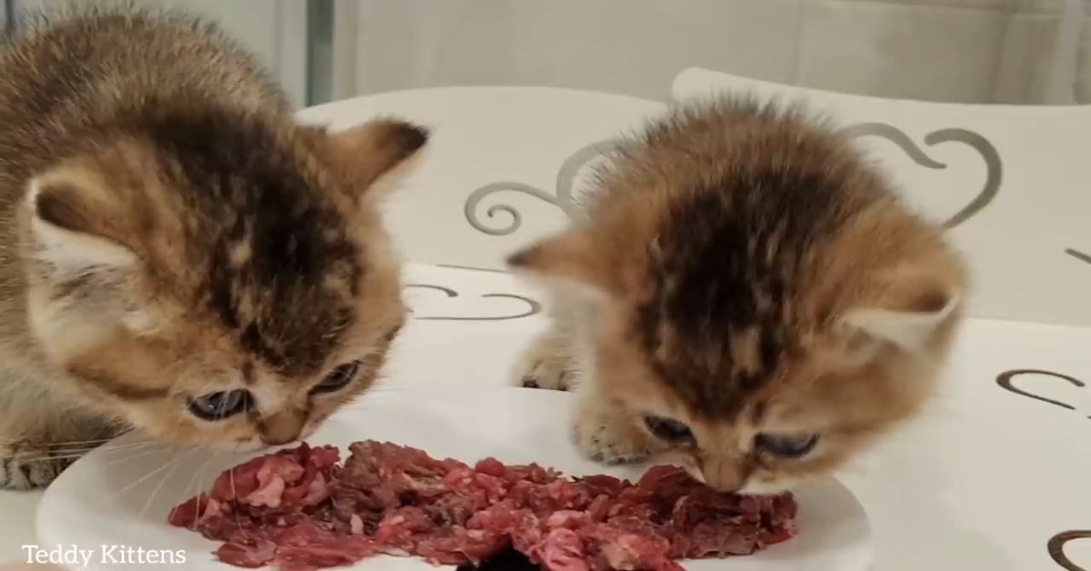 Gattini mangiano della carne buonissima e sono felici (VIDEO)