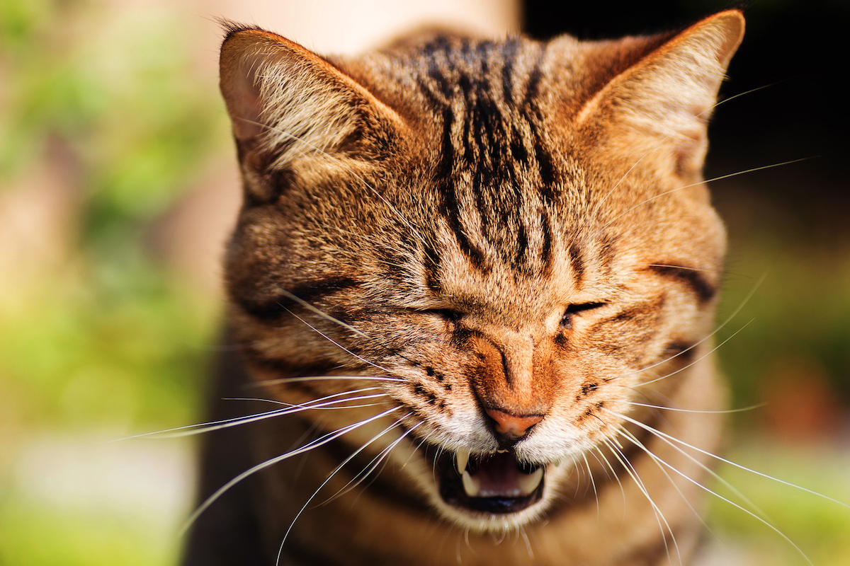 I gattini possono avere allergie o no?