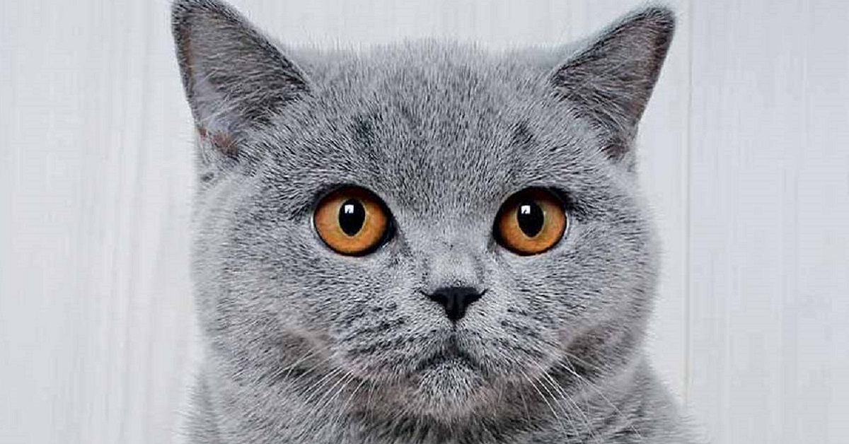 Il gattino British Shorthair è timido davanti alla videocamera (VIDEO)