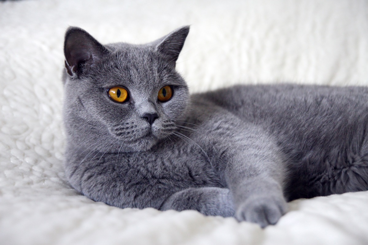 gattino British Shorthair è timido davanti alla videocamera