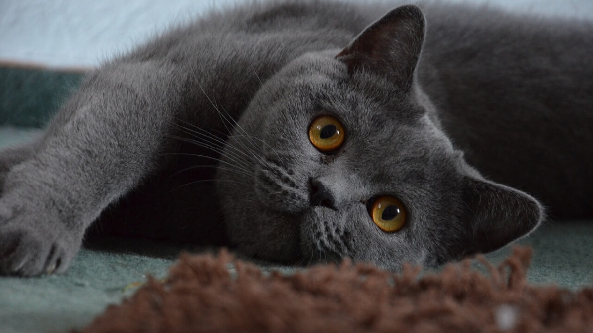 gattino British Shorthair è timido davanti alla videocamera