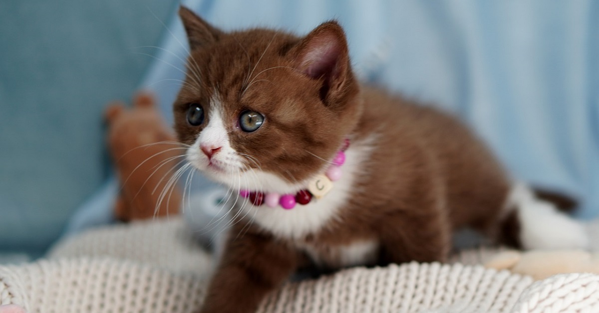 Il gattino British Shorthair gioca con la busta di carta (VIDEO)