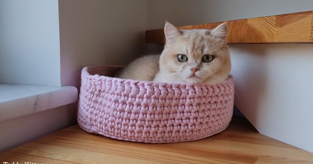Il gattino Caramel ha rubato della carne dalla tavola (VIDEO)