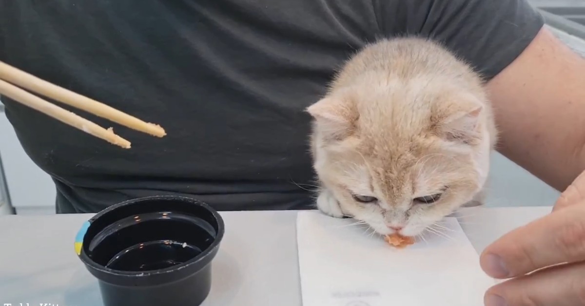 Gattino Caramel mangia il sushi con il suo padrone (VIDEO)