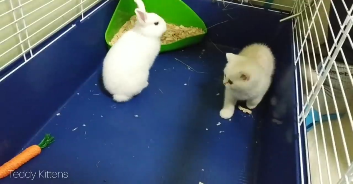 Il gattino Coco fa compagnia al suo amico coniglio (VIDEO)
