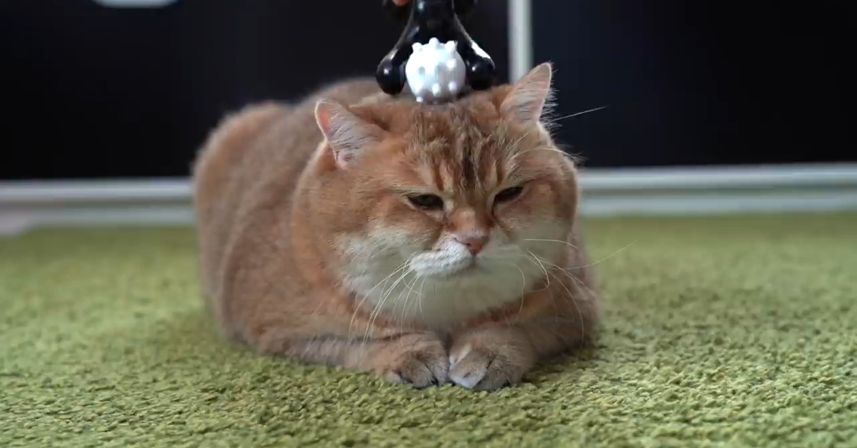 Il gattino Hosico ama le coccole del suo padrone (VIDEO)