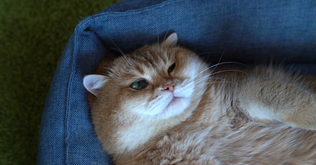 Il gattino Hosico si rilassa sul suo comodo divano (VIDEO)