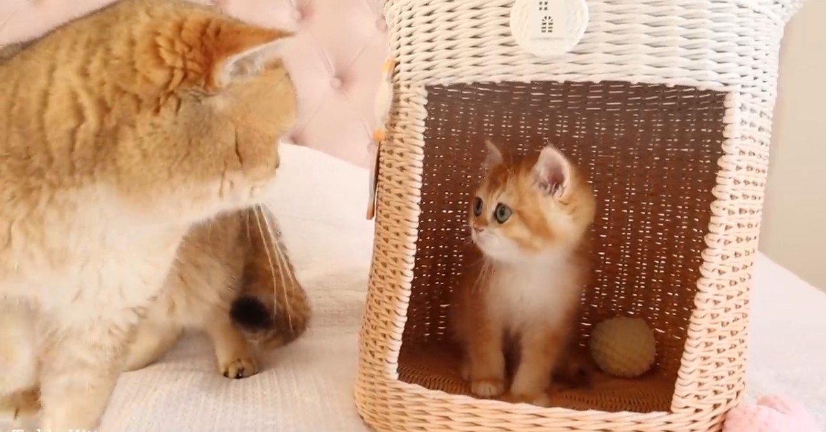 Il gattino William assiste al gioco del figlio piccolo (VIDEO)