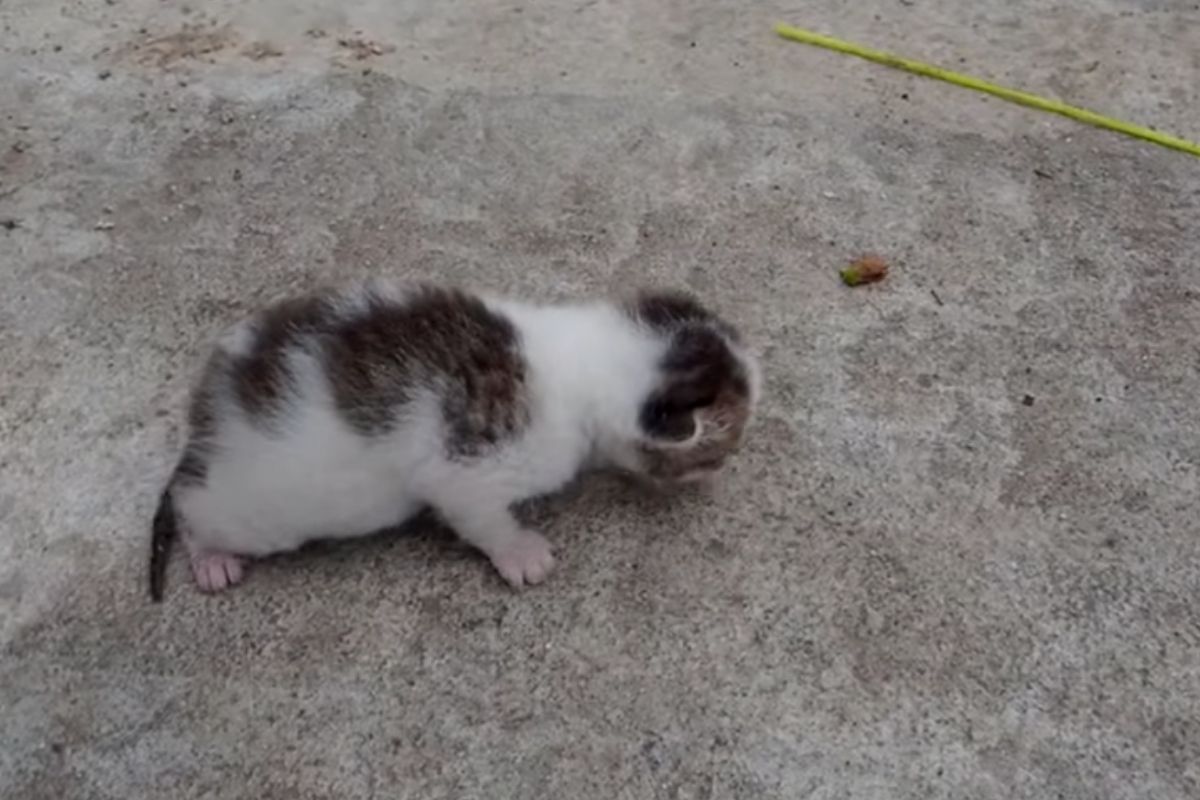 Gattino salvato dall’immondizia: la sua storia di rinascita è piena di speranza (VIDEO)