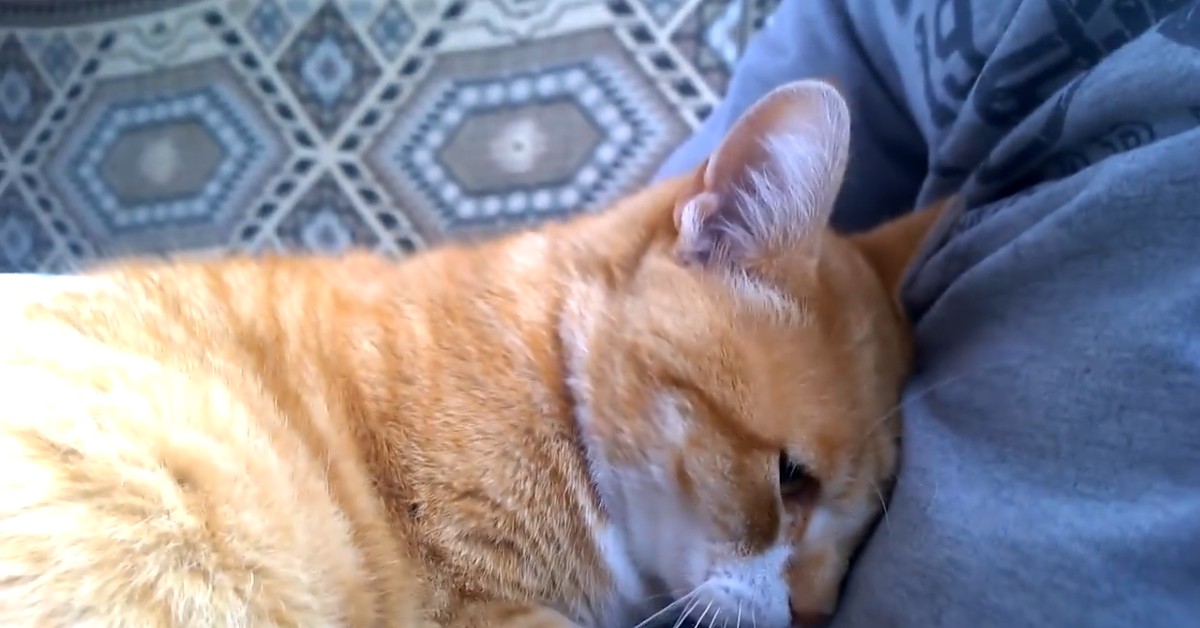 Gattino adulto vuole dare e vuole ricevere le coccole (VIDEO)