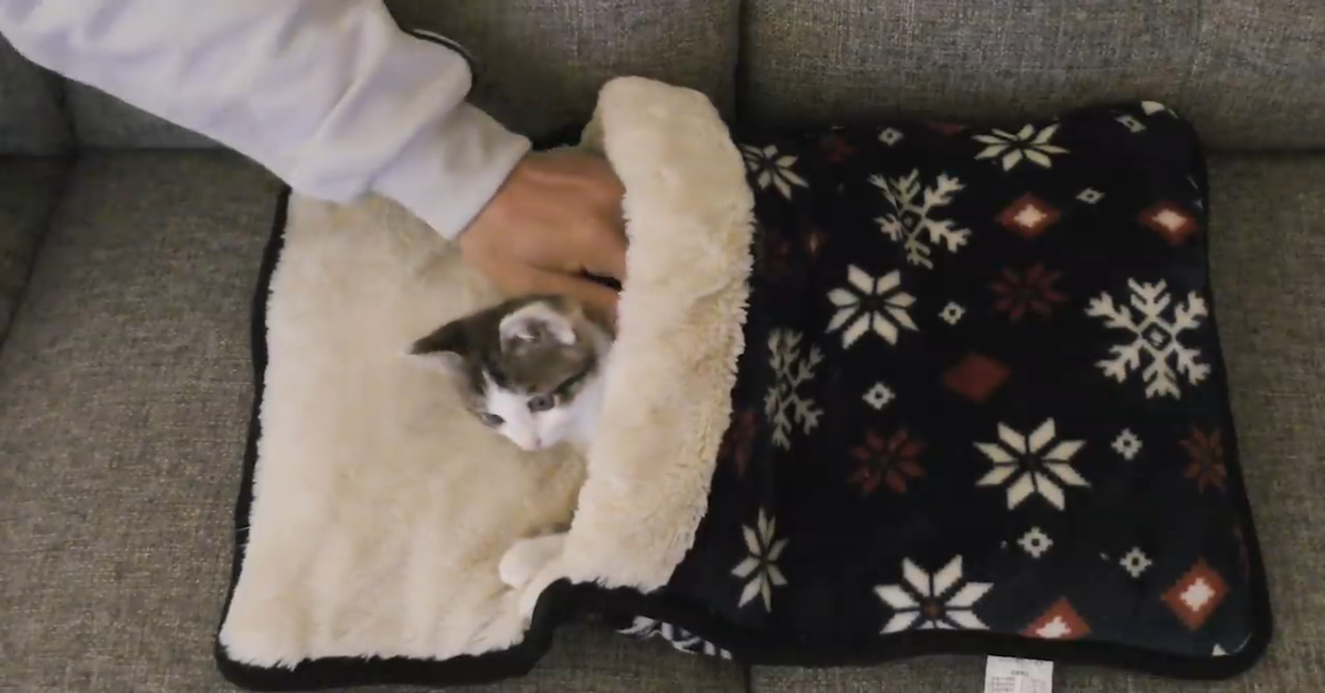 Un gattino ama rilassarsi in compagnia del padrone (VIDEO)