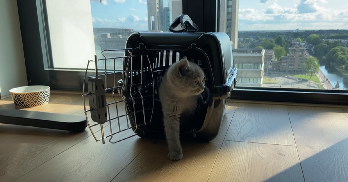 Gattino British Shorthair affronta il primo giorno in casa, il video vi conquisterà