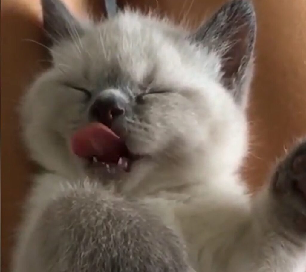 baymax gattino british sonno