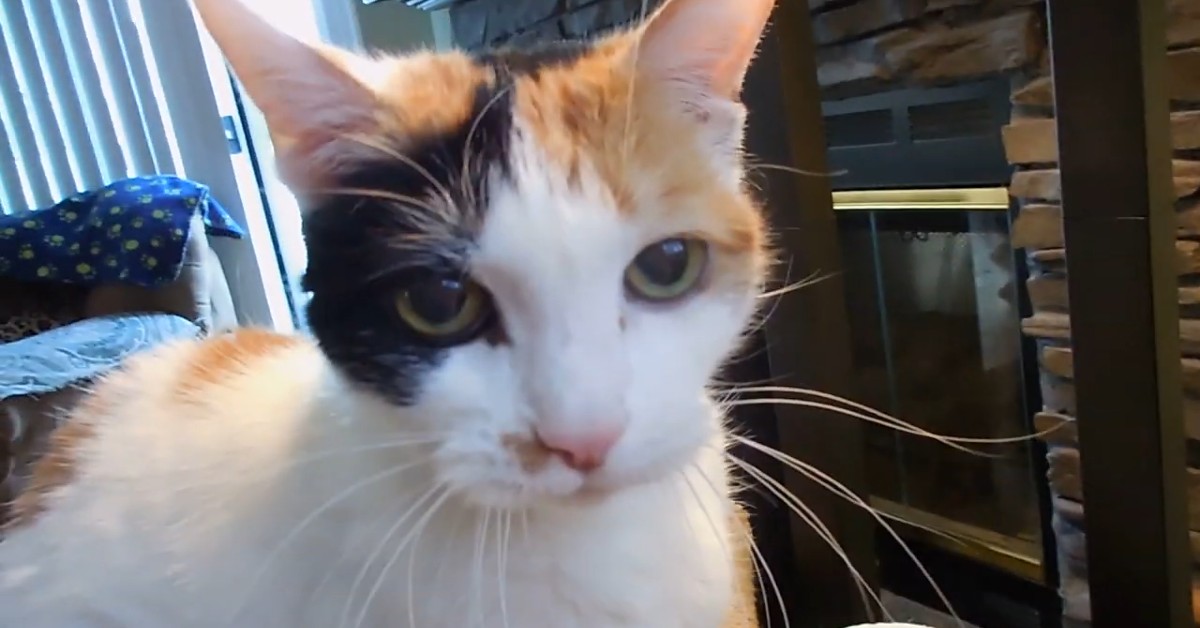 Gattino calico dà il buongiorno al suo padrone ogni giorno (VIDEO)
