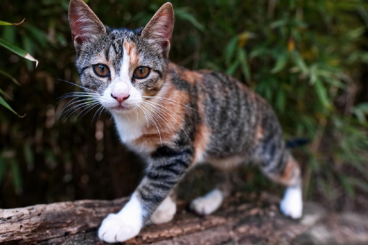 cucciolo di gatto tigrato