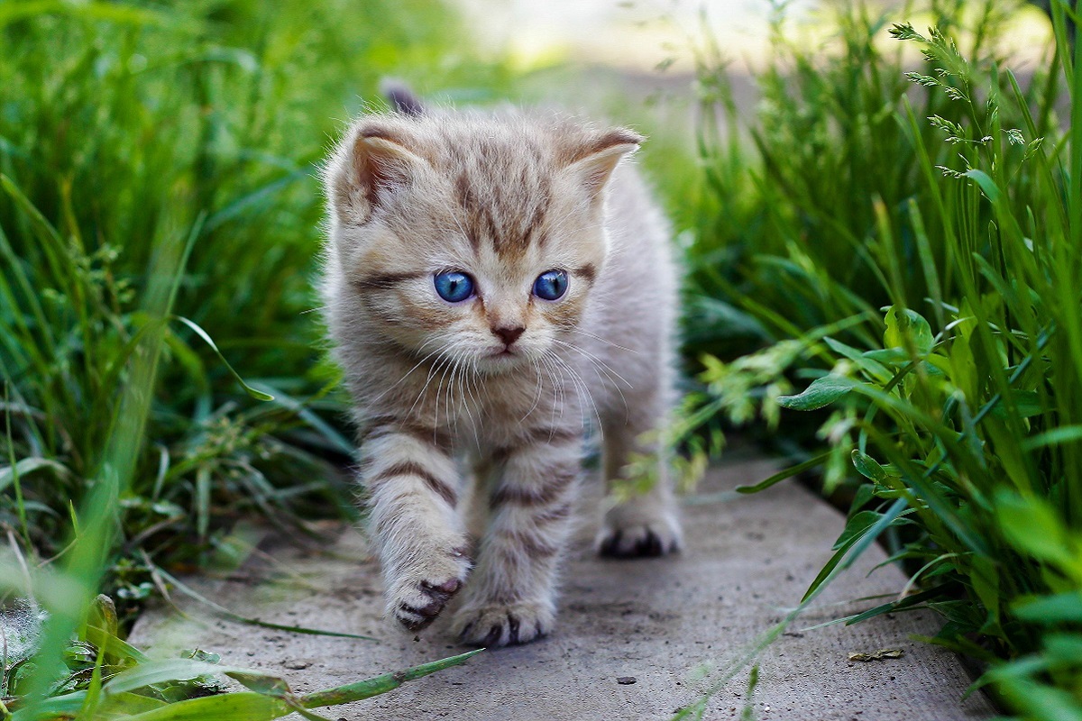 gattino con occhi blu