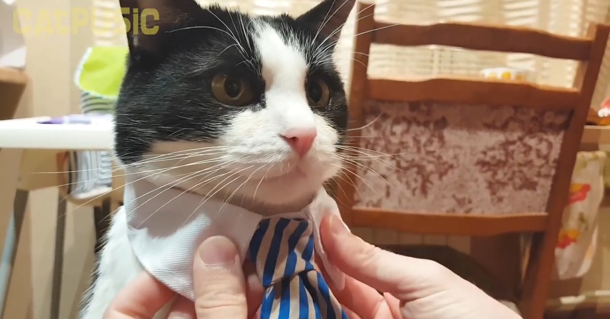 Un gattino compie tre anni e festeggia con il suo padrone (VIDEO)