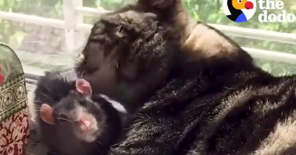 Gattino e topo sono amici e amano stare insieme (VIDEO)