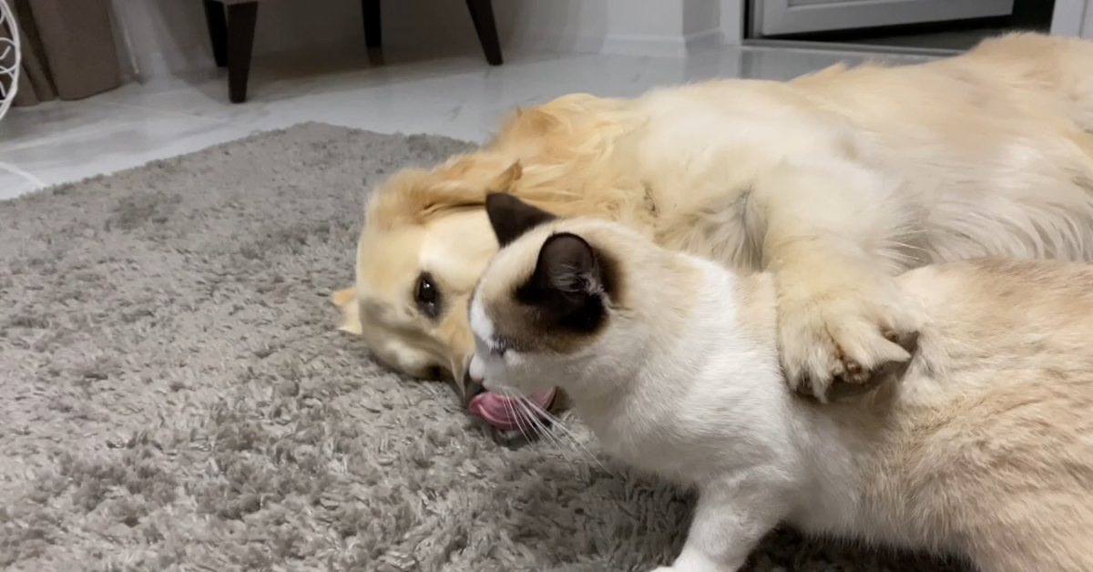 Un gattino fa un massaggio al suo fratellone (VIDEO)