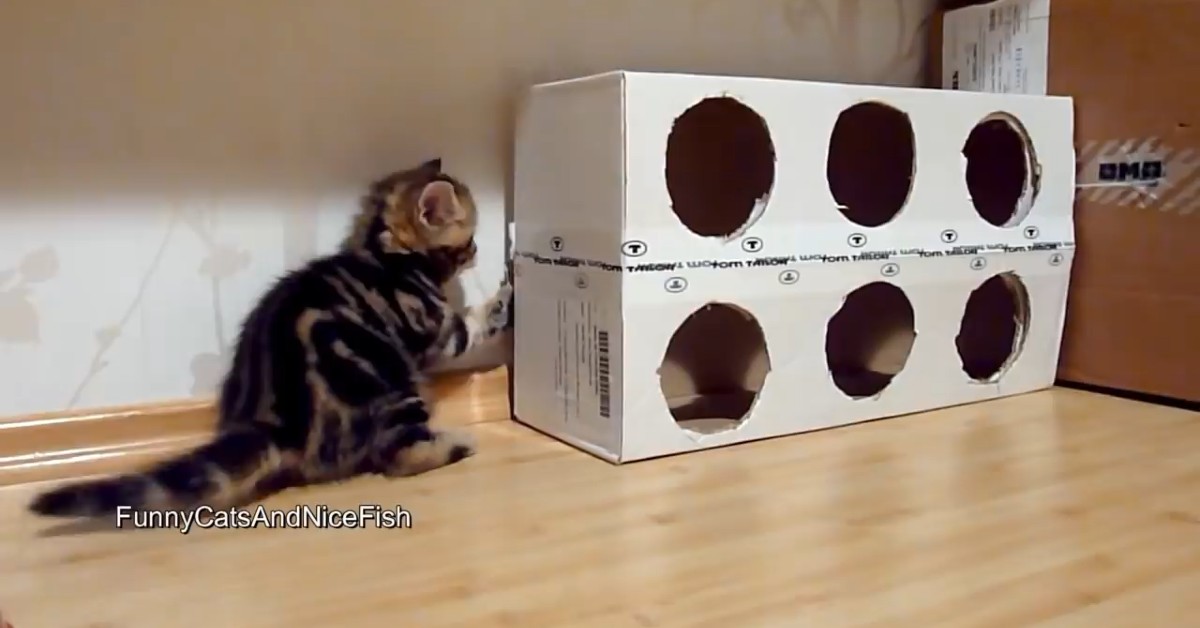 Dei gattini giocano con un box creato dal padrone (VIDEO)