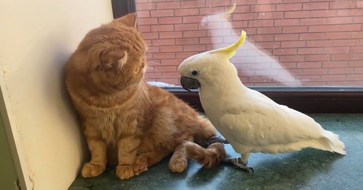 Un gattino interagisce con un pappagallo in modo divertente (VIDEO)