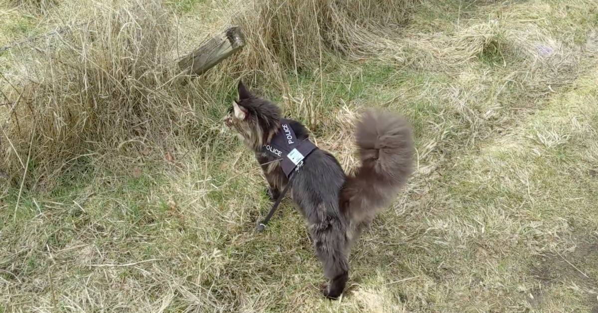 Gattino maine coon passeggia al guinzaglio, il video è meraviglioso